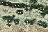 Polished Orbicular Ocean Jasper Slab - Madagascar #382012-1